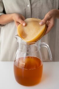 Scoby de la kombucha