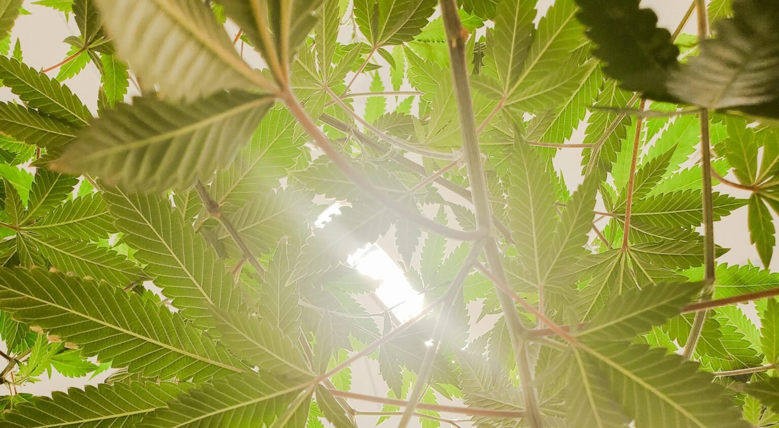comestibles-cbd