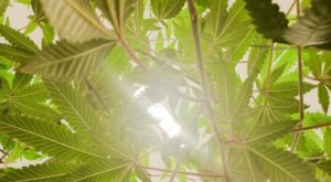 comestibles-cbd